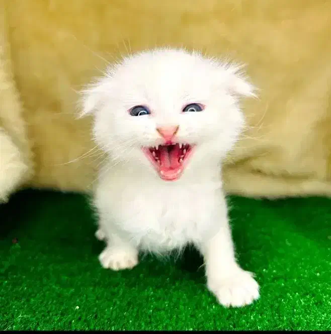 کلکسیونی از نژادهای لوکس و اصیل در Naz Cat House|گربه|تبریز, |دیوار