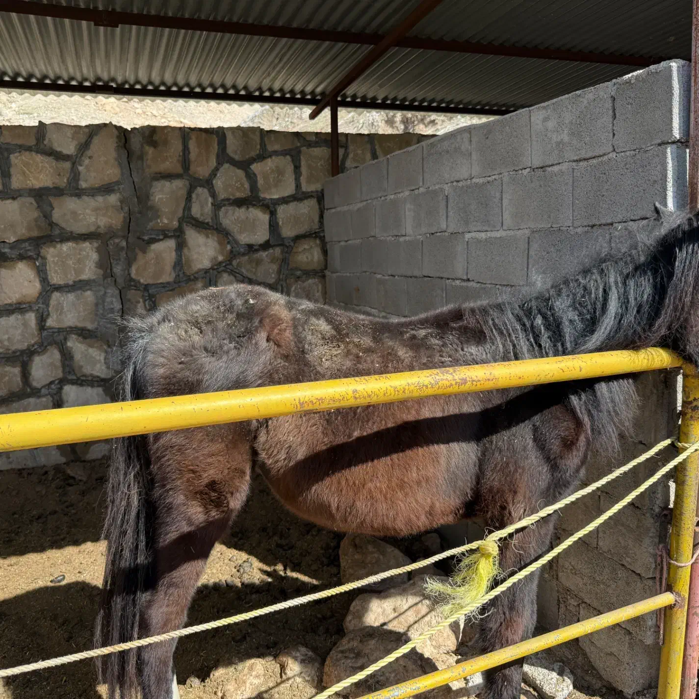 اسب|اسب و تجهیزات اسب‌سواری|دوگنبدان, |دیوار