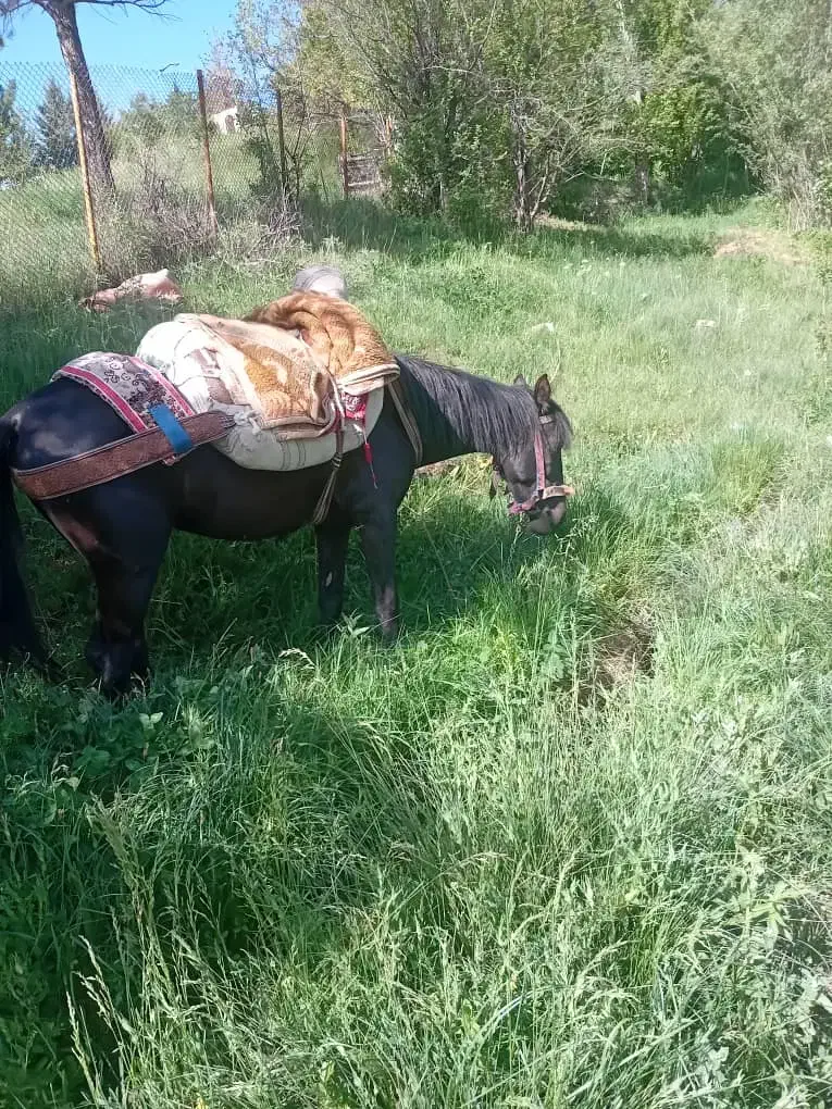 اسب هفت ساله فوق العاده  ارام|اسب و تجهیزات اسب‌سواری|هشتگرد, شهرک ولیعصر (مصلی)|دیوار