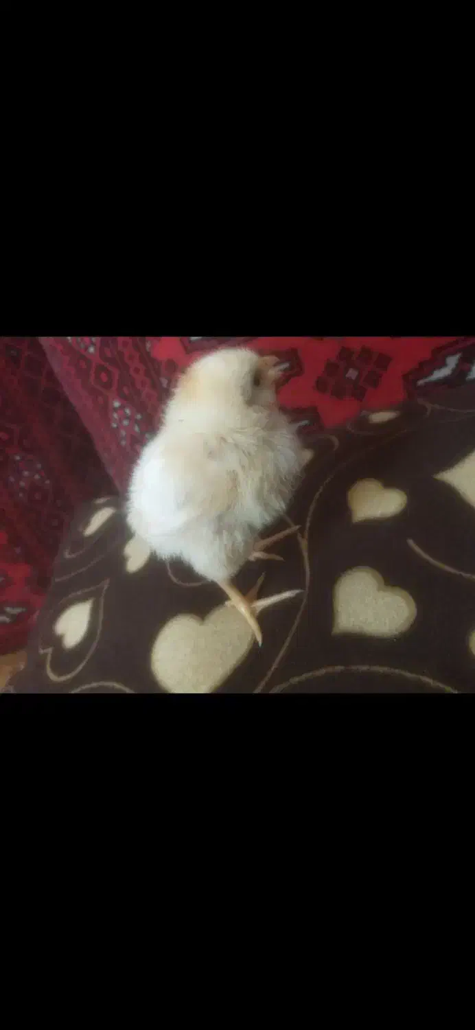 جوجه زرد|موش و خرگوش|قم, ناصردیوان|دیوار