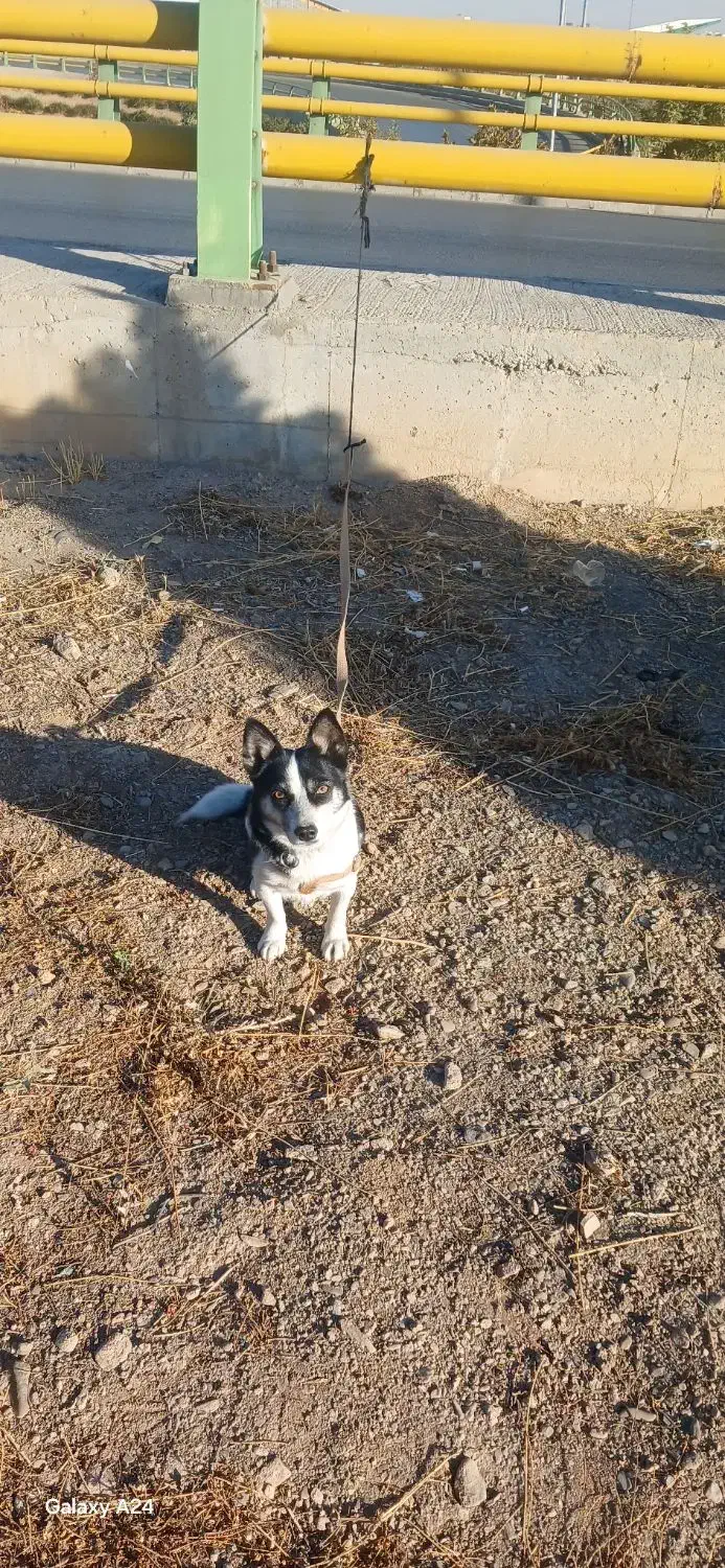 سگ پاکوتاه خوشگل وزیبا|سگ|اراک, |دیوار