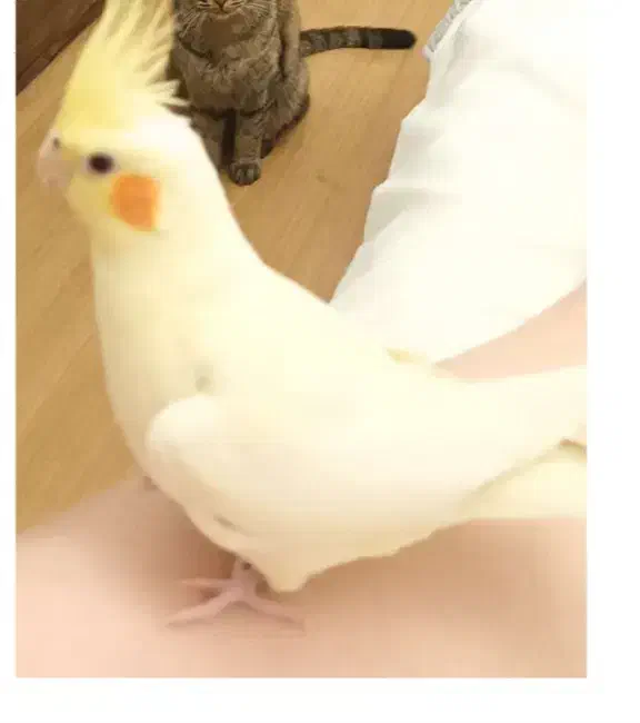 گمشده|حیوانات|اصفهان, شهرک کاوه|دیوار