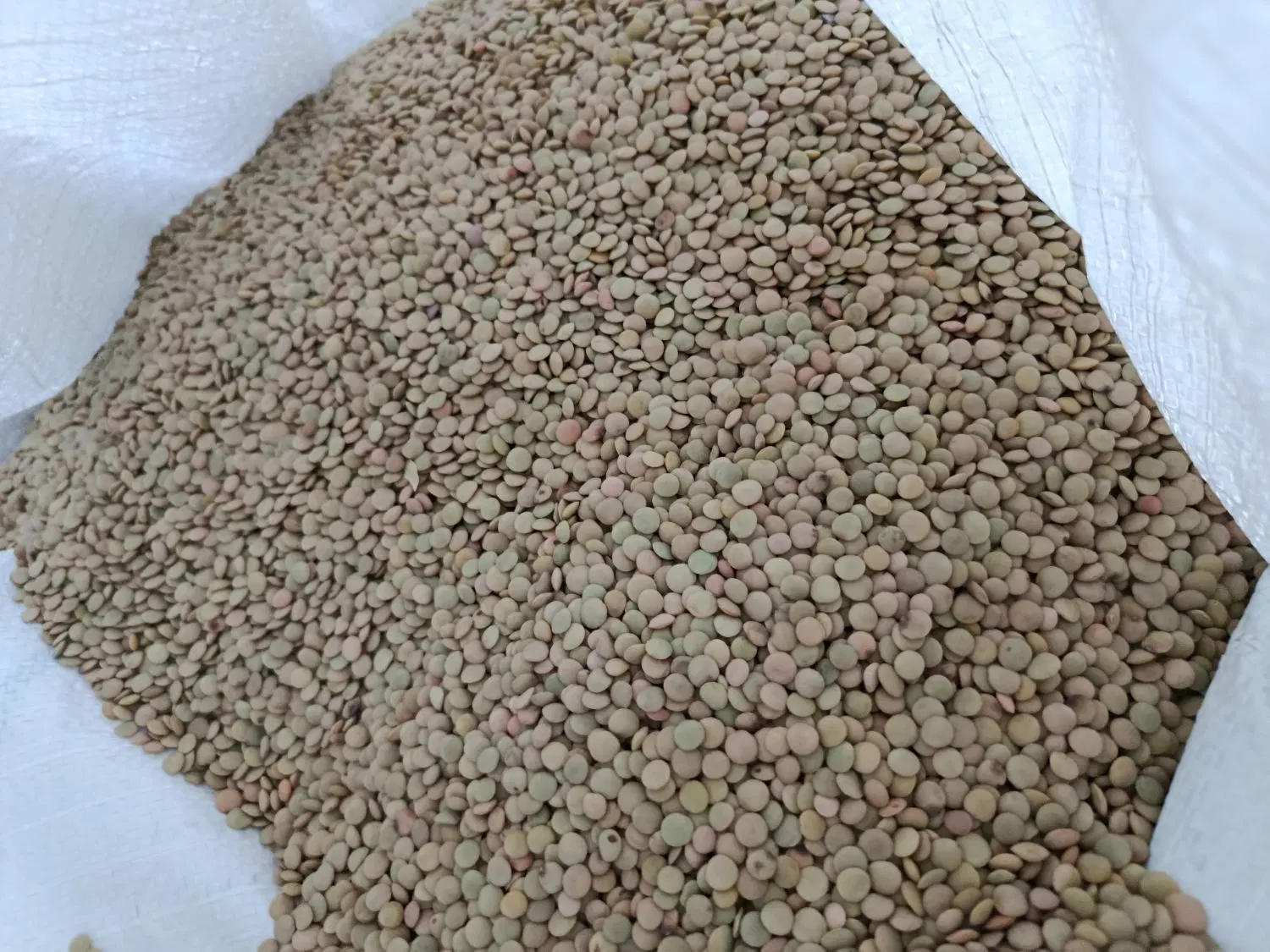 عدس|خوردنی و آشامیدنی|شباب, |دیوار