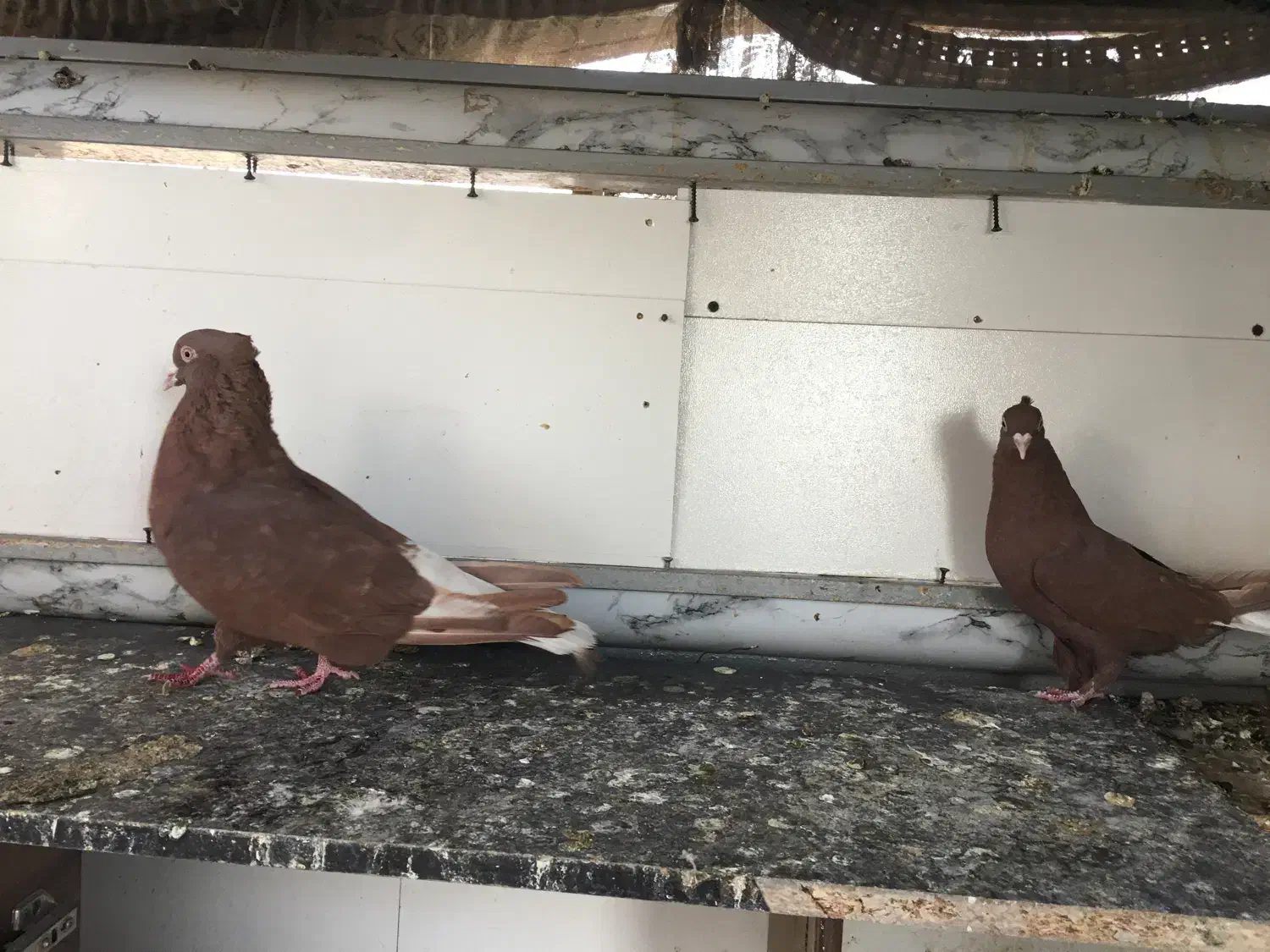 کفتر کبوتر بهبهانی|پرنده|شیراز, تندگویان|دیوار