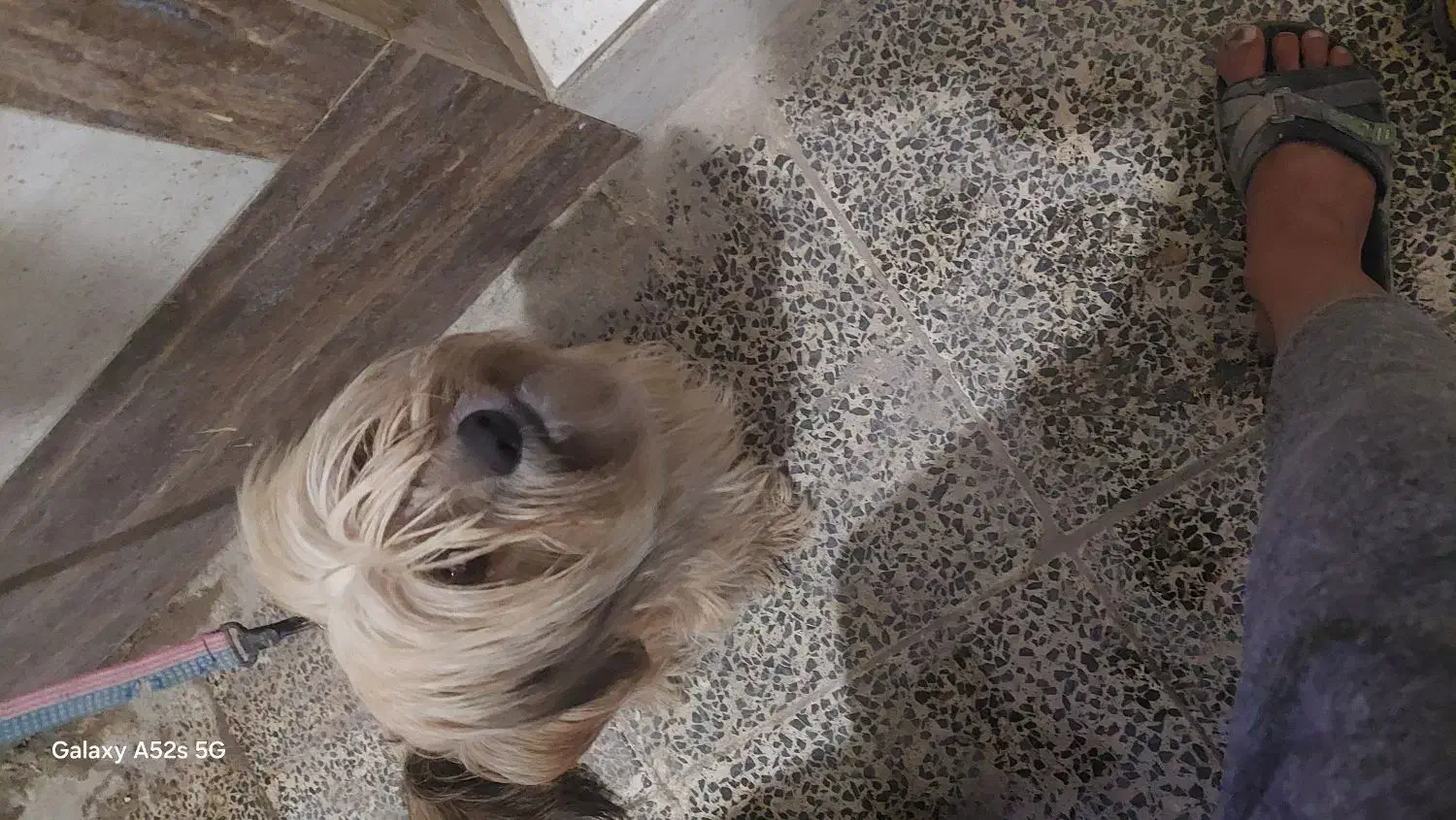 سگ پشمالو|سگ|آبادان, |دیوار