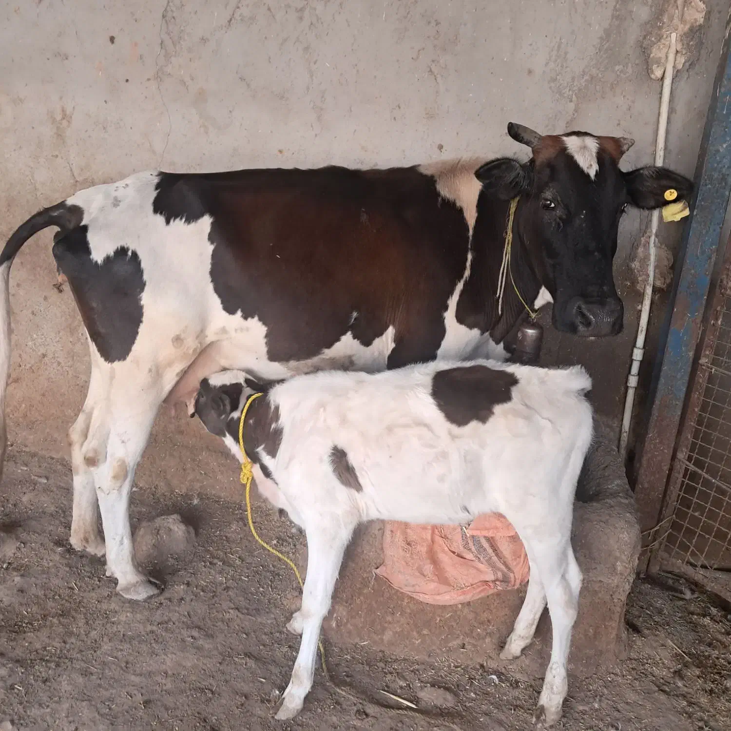 گاوماده شیری|حیوانات مزرعه|اهواز, سپیدار|دیوار