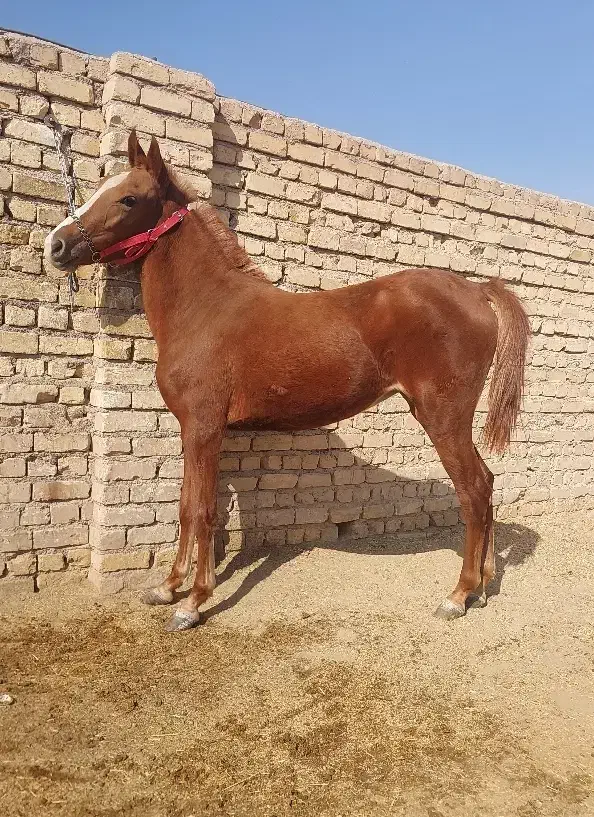 کره مادیان کرد اصل|اسب و تجهیزات اسبسواری|تهران, بوستان ولایت|دیوار