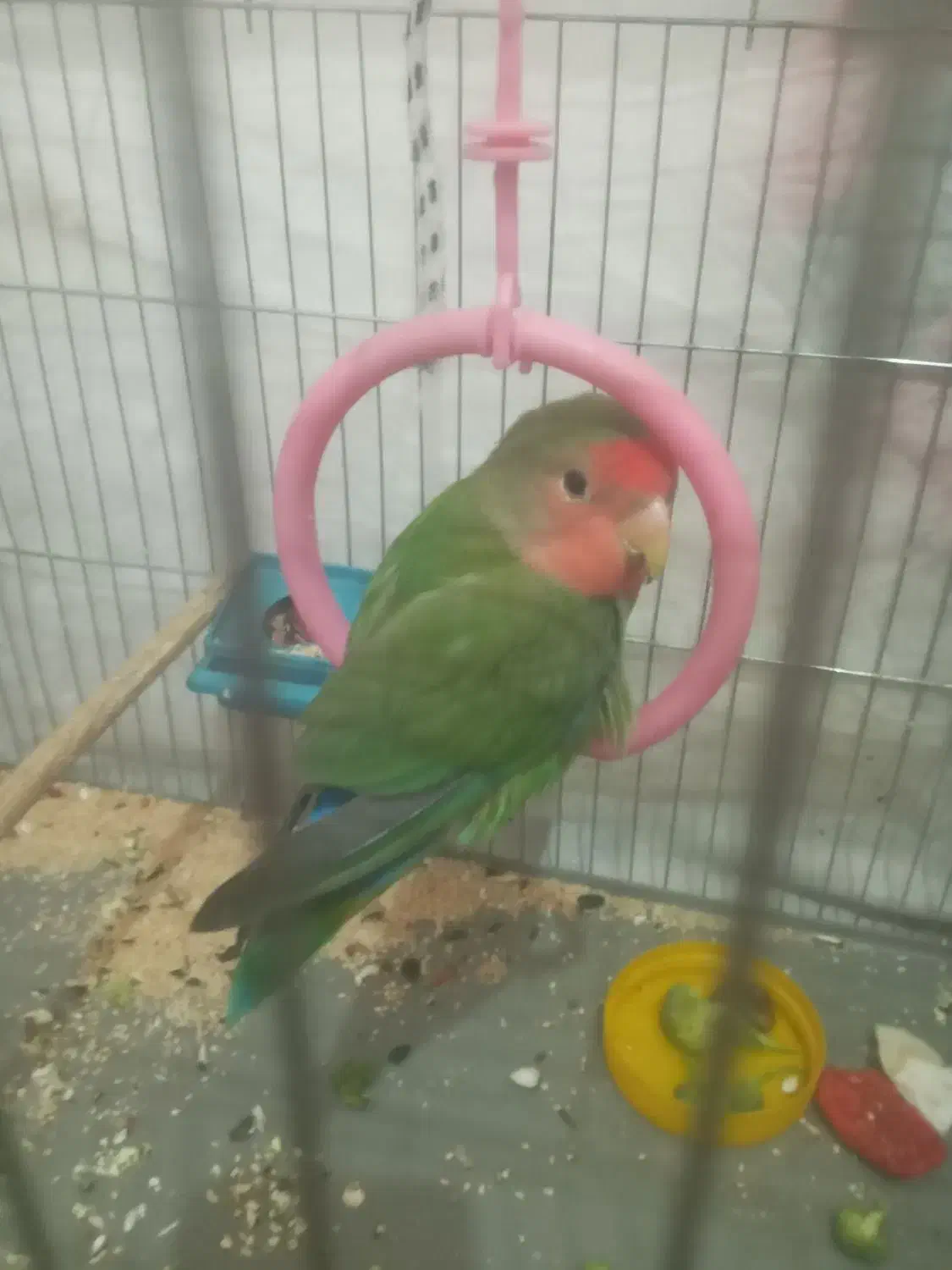 طوطی مرغ عشق باجوجه|پرنده|شریف‌آباد, |دیوار