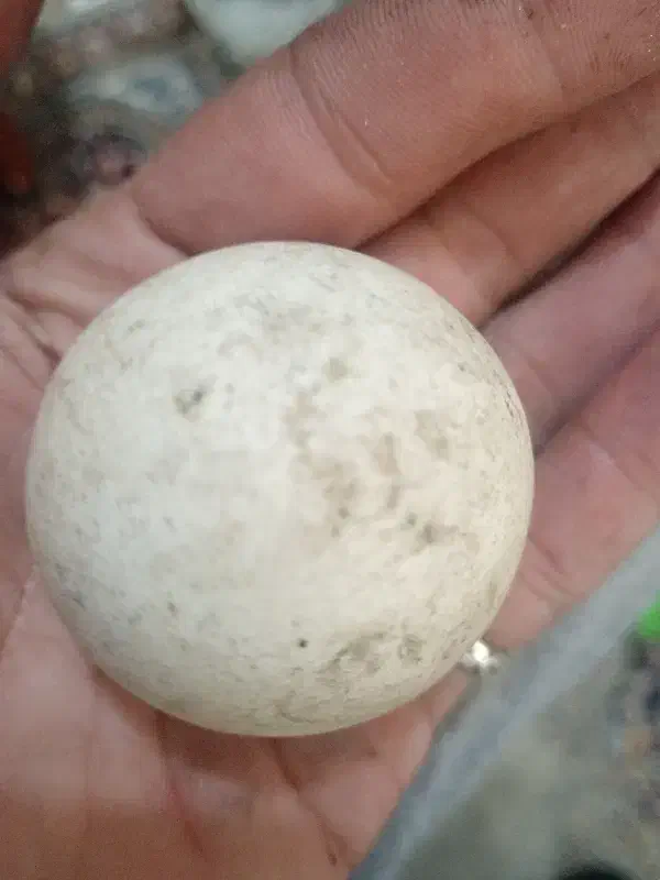 فوری فوری|کلکسیون اشیاء عتیقه|شیروان (خراسان), |دیوار