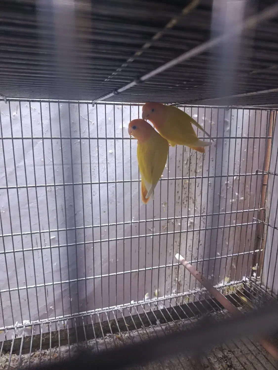 طوطی برزیلی اوپال سر نارنجی|پرنده|تهران, سلسبیل جنوبی|دیوار