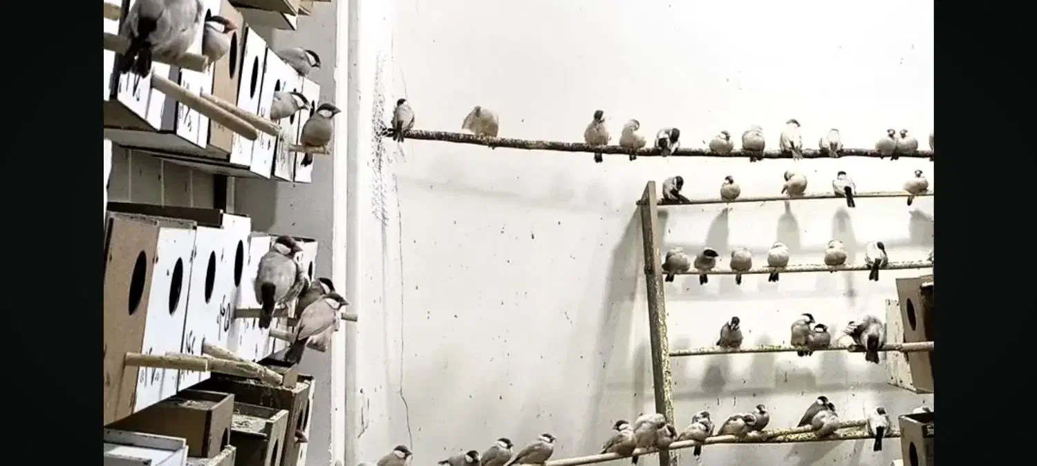 جاوا فنچ شکلاتی|پرنده|سراوان, |دیوار