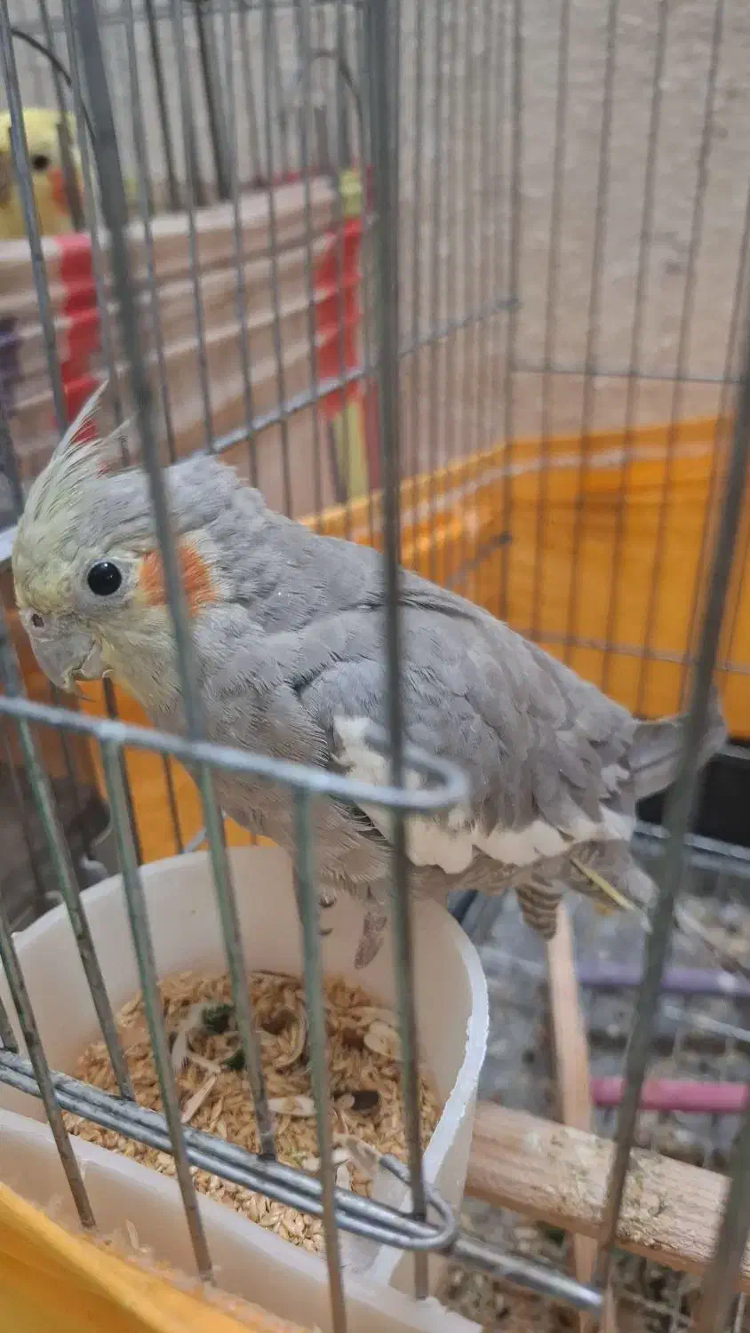 فروش عروس هلندی نر|پرنده|اسلامشهر, مظفریه|دیوار