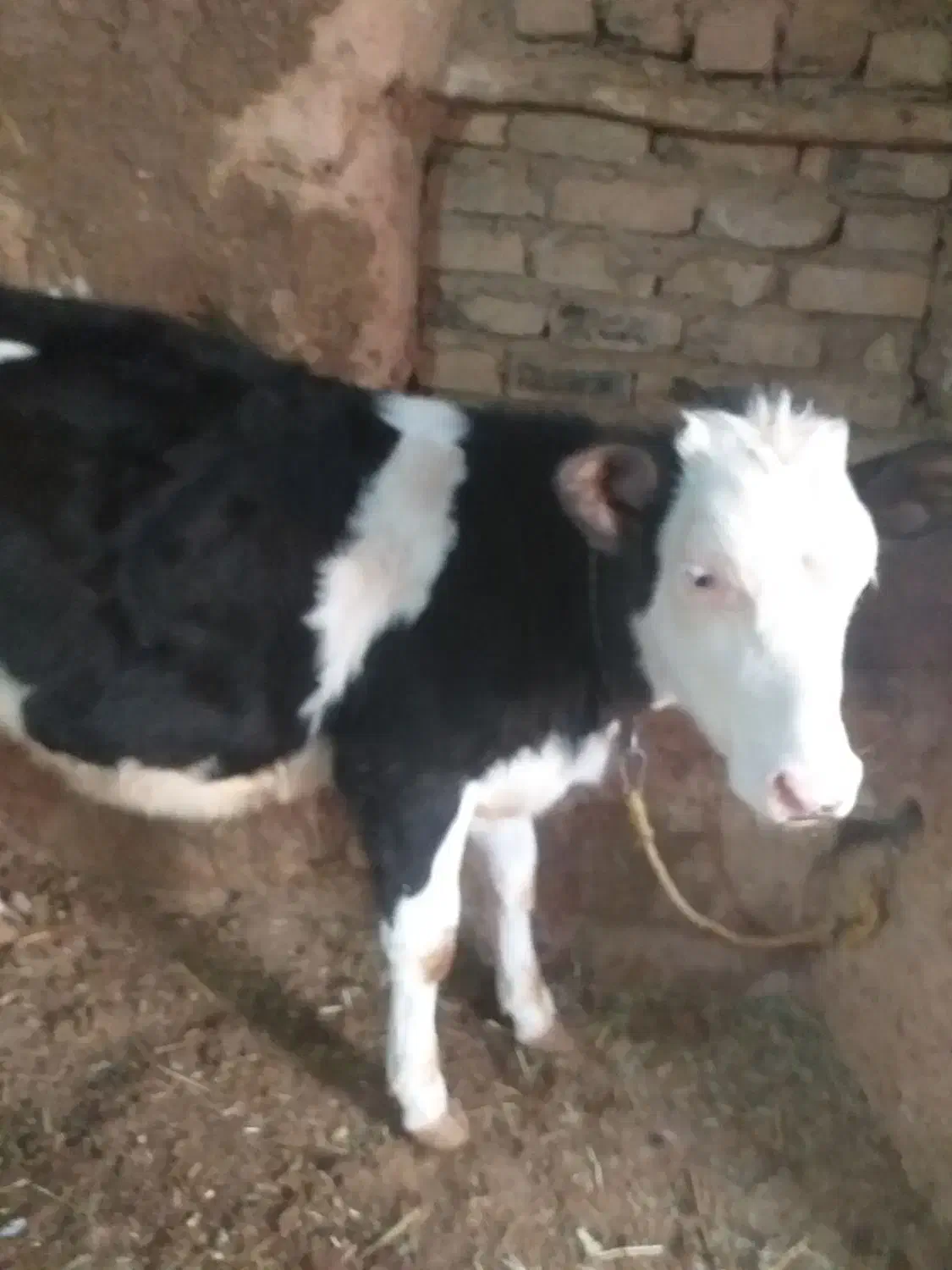 گوساله|حیوانات مزرعه|قیدار, |دیوار