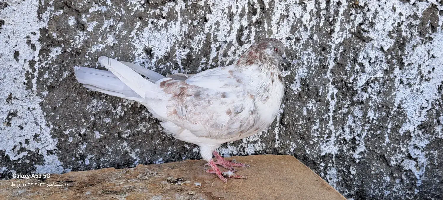 کبوتر گمشده|حیوانات|شاهرود, |دیوار