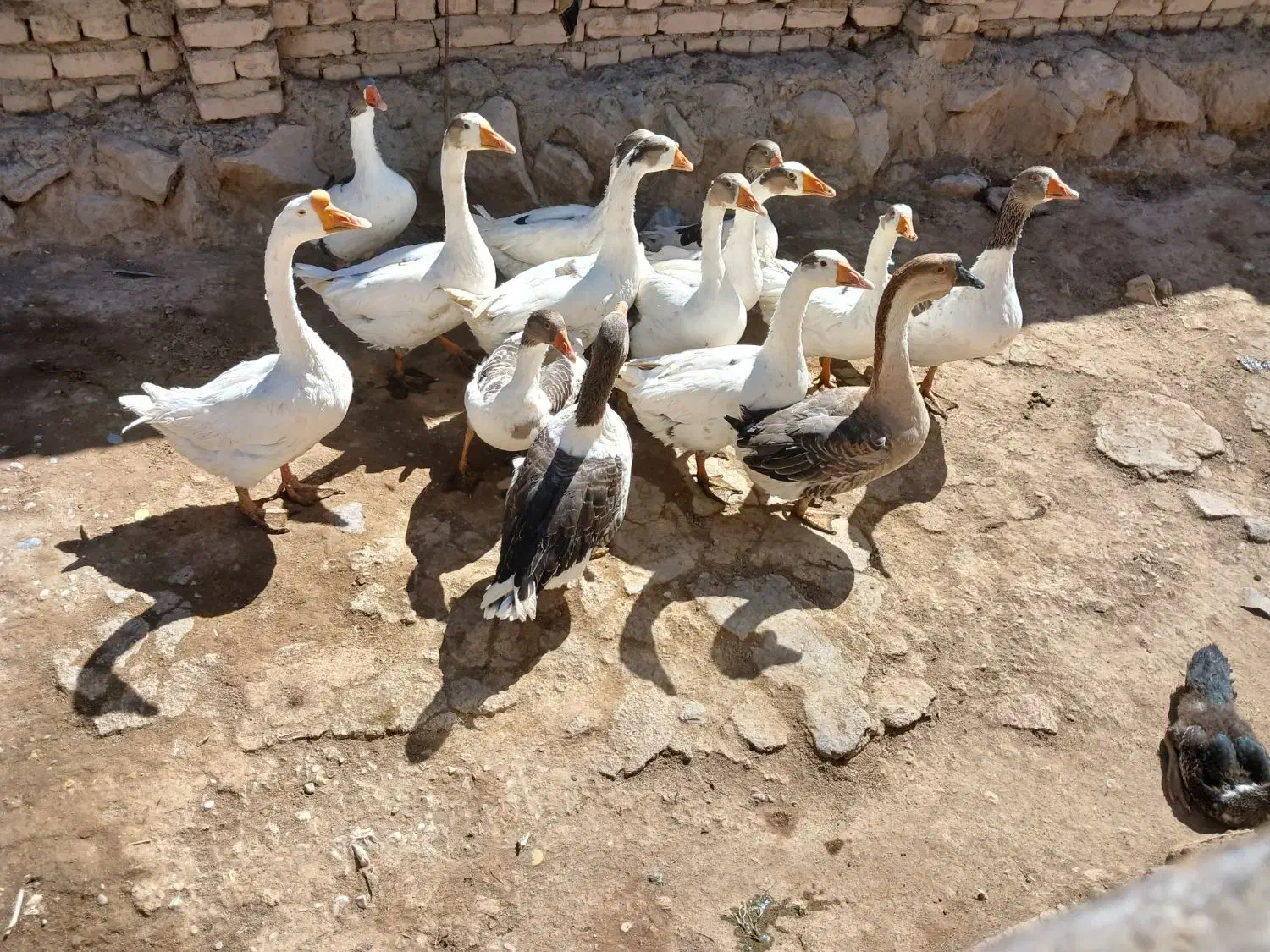 غاز قوغاز|حیوانات مزرعه|نهاوند, |دیوار