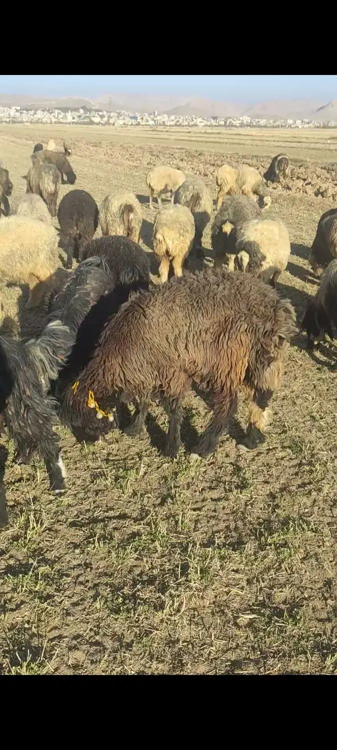 قوچ میش بره|حیوانات مزرعه|شهرکرد, |دیوار