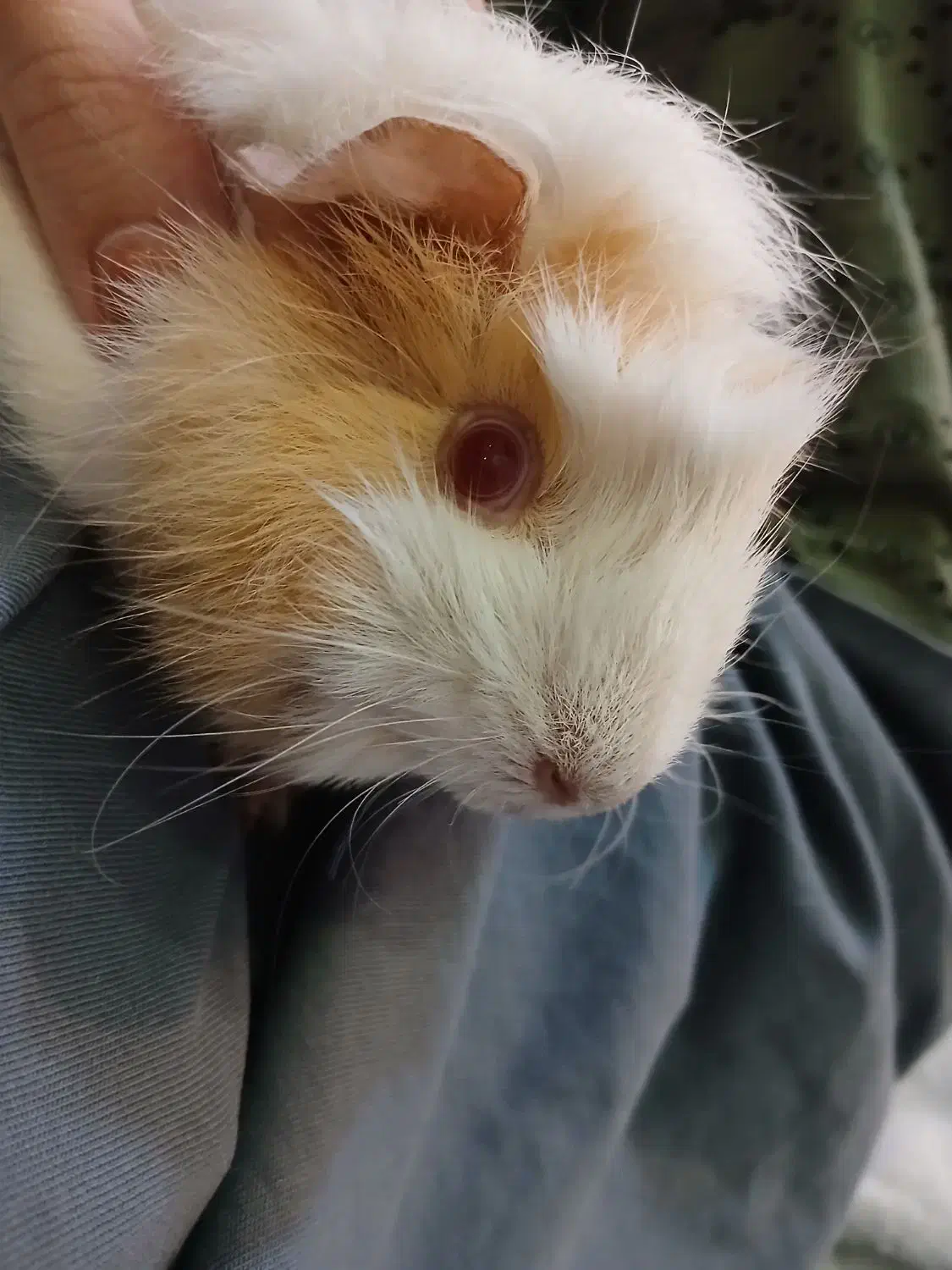 خوکچه هندی|موش و خرگوش|تهران, جنت‌آباد شمالی|دیوار