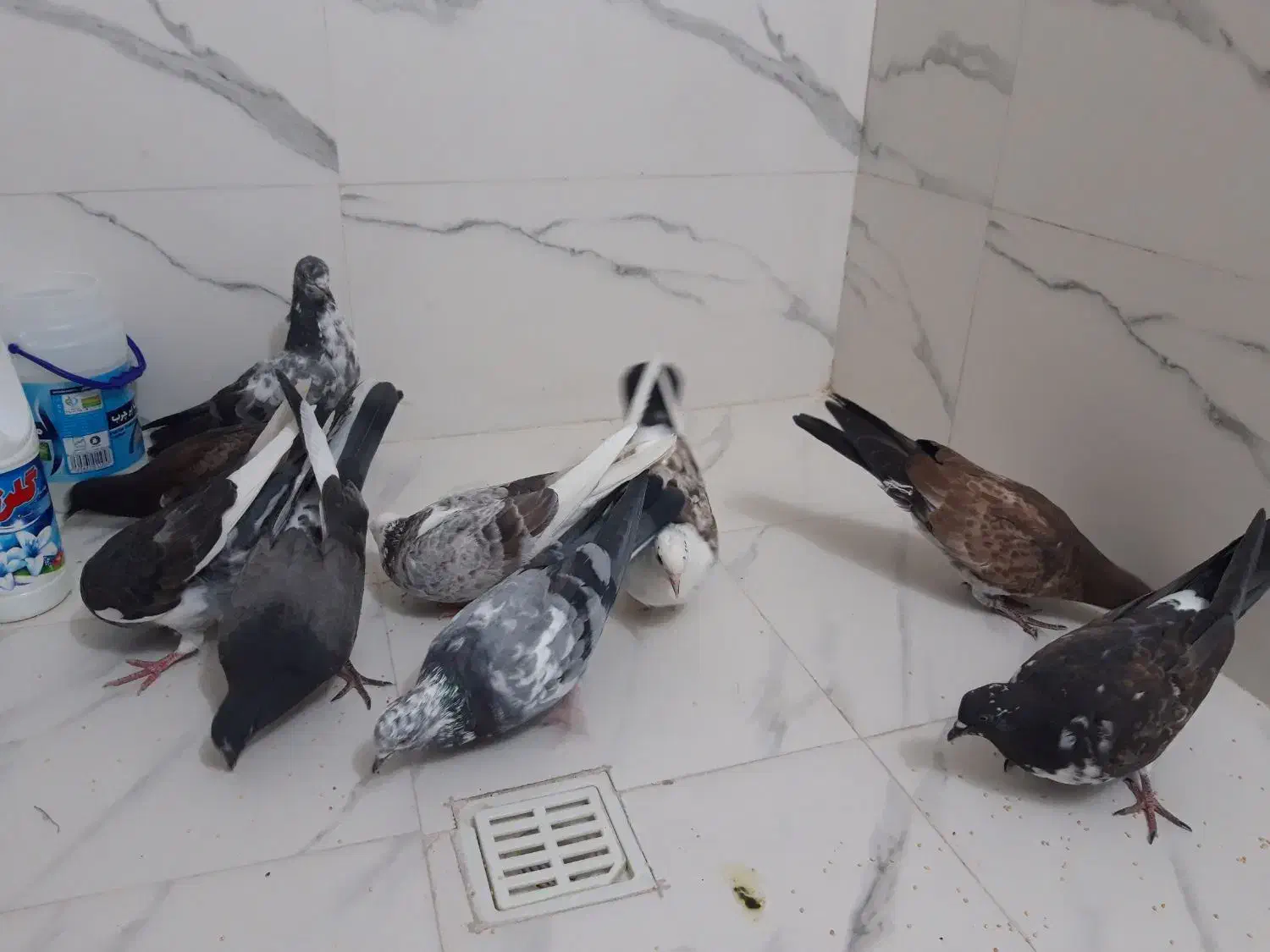 کبوتر جوجه عالی|پرنده|قرچک, پارک جنگلی|دیوار