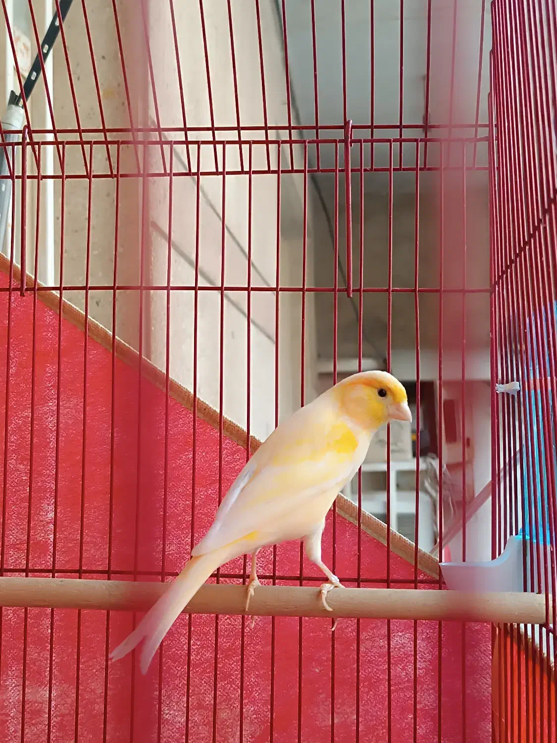 قناری|پرنده|بندرعباس, |دیوار