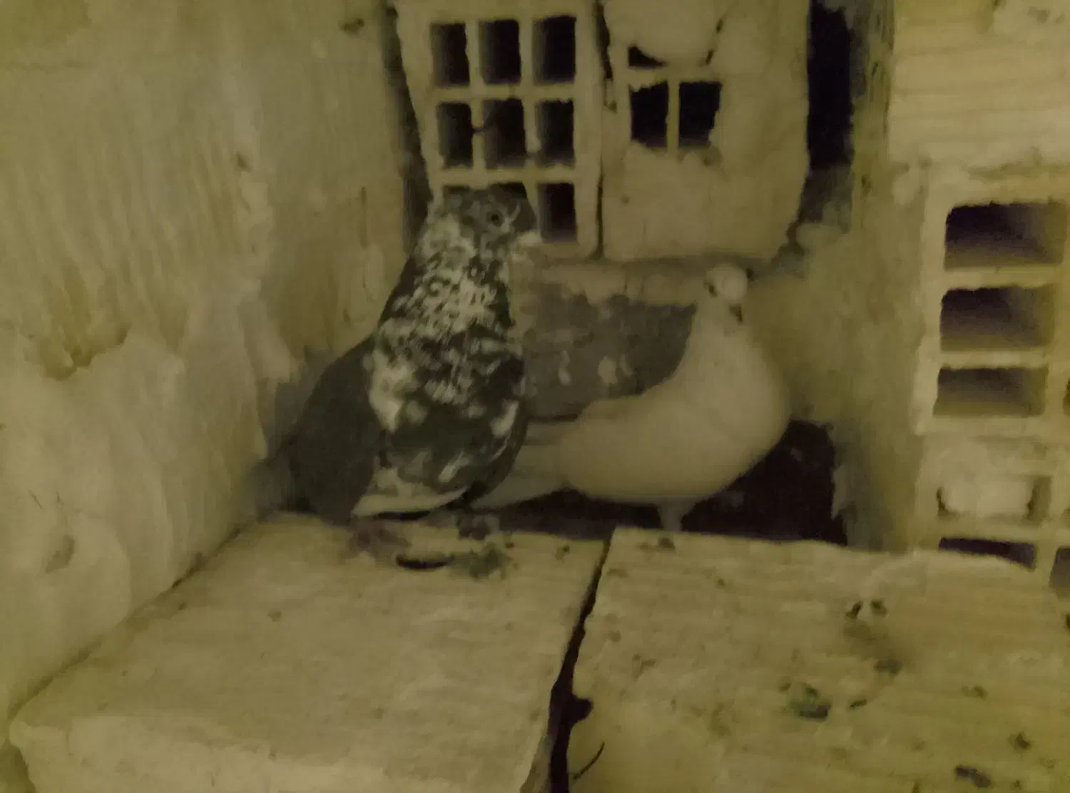 یک جفت کبوتر پرشی|پرنده|اردکان, |دیوار