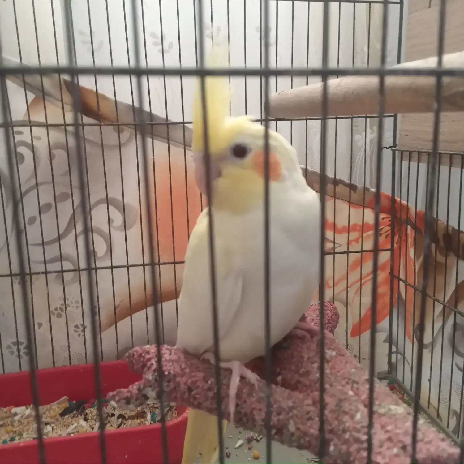 عروس هلندی ۲ماه|پرنده|بوشهر, |دیوار