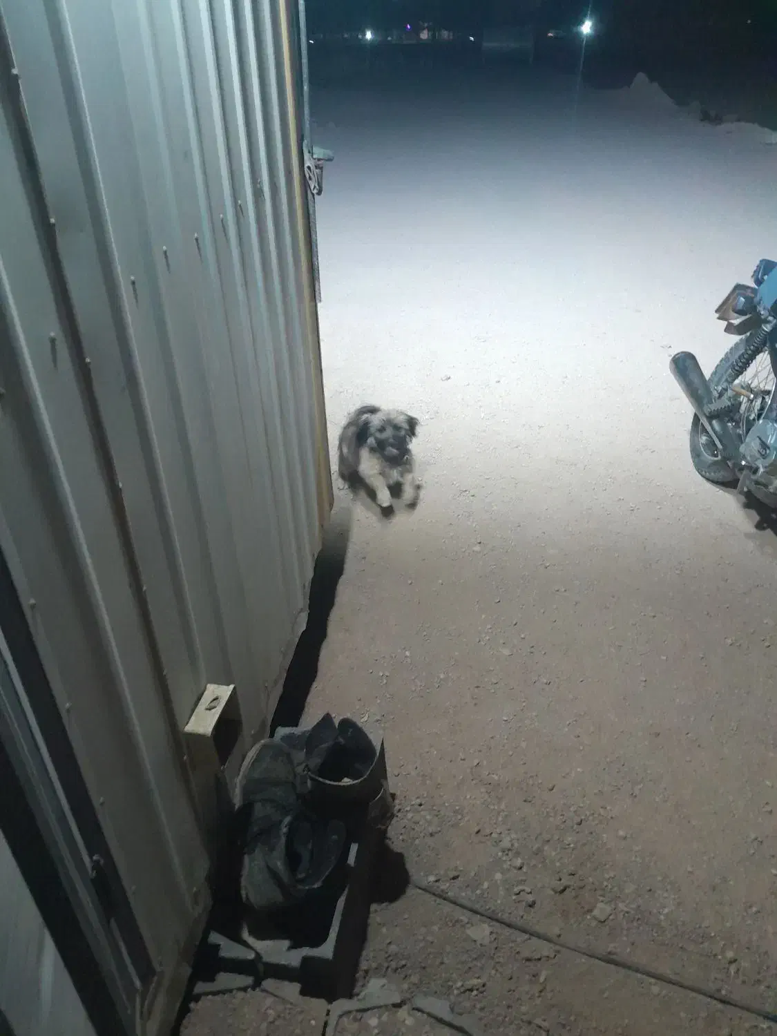 سگ پاپی|سگ|برخوار, |دیوار