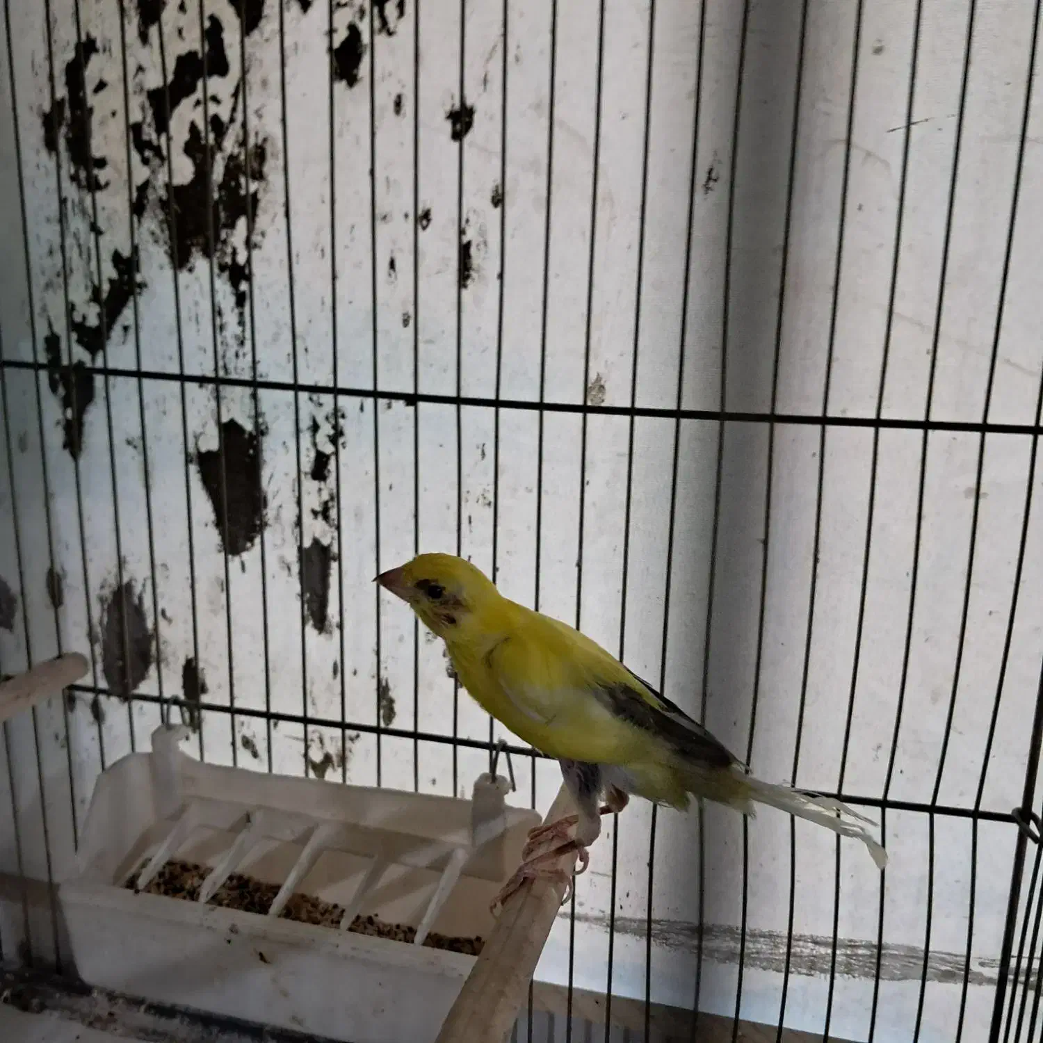 ۲جفت قناری یسرجیبر سوقدیم|پرنده|قزوین, |دیوار