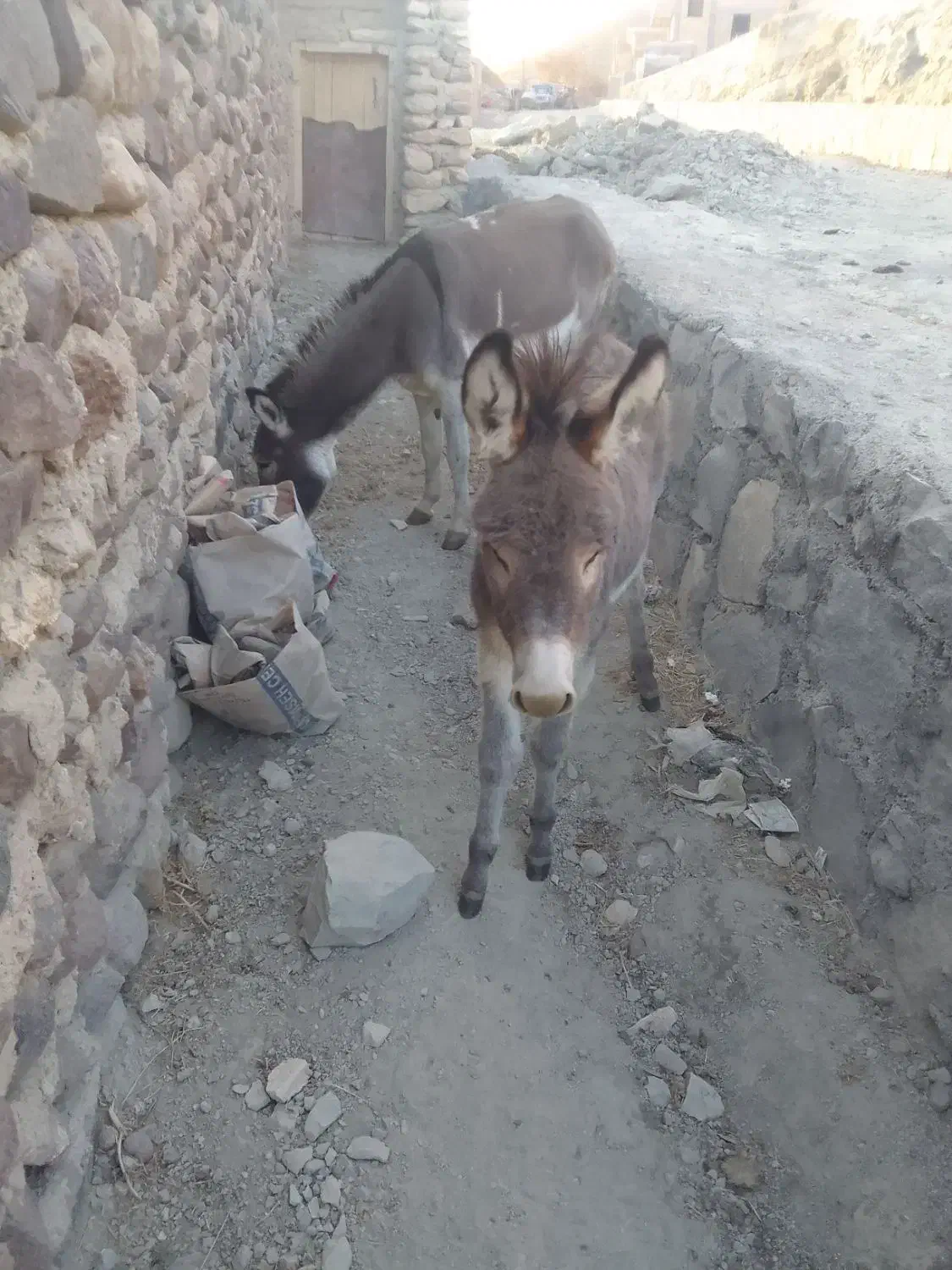 دو عدد خر|حیوانات مزرعه|ماهنشان, |دیوار