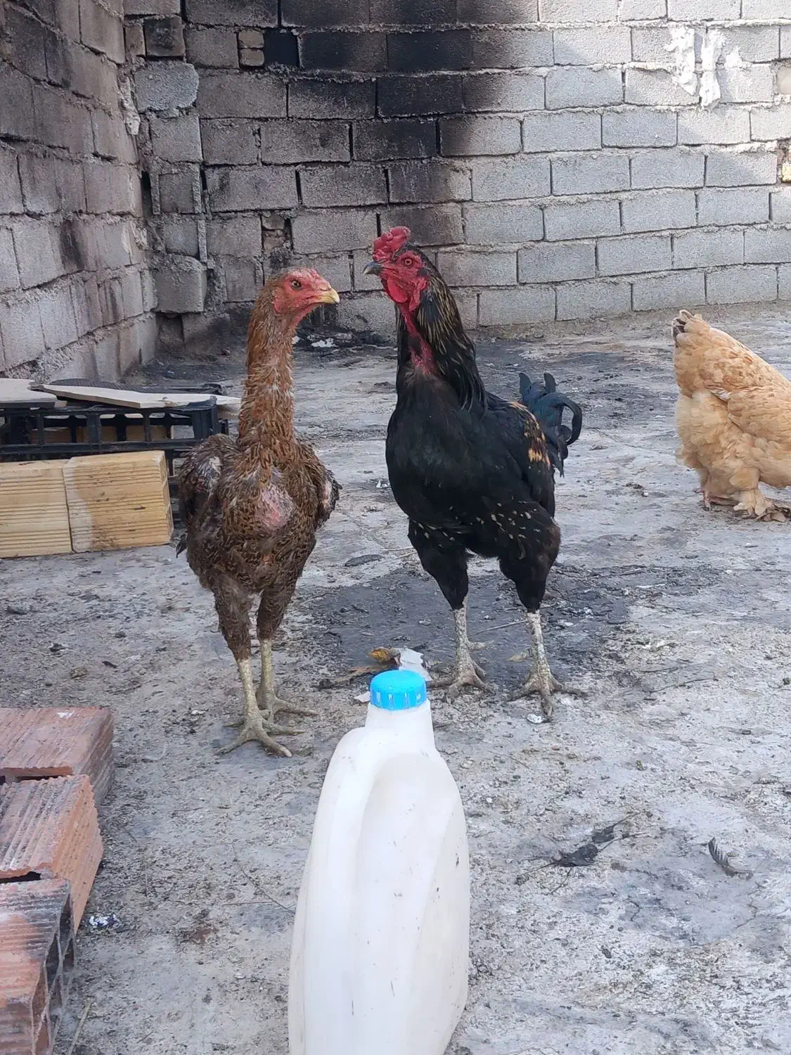 مرغ و خروس لاری و گپن ریشو و گلی اصل|حیوانات مزرعه|ایلام, |دیوار