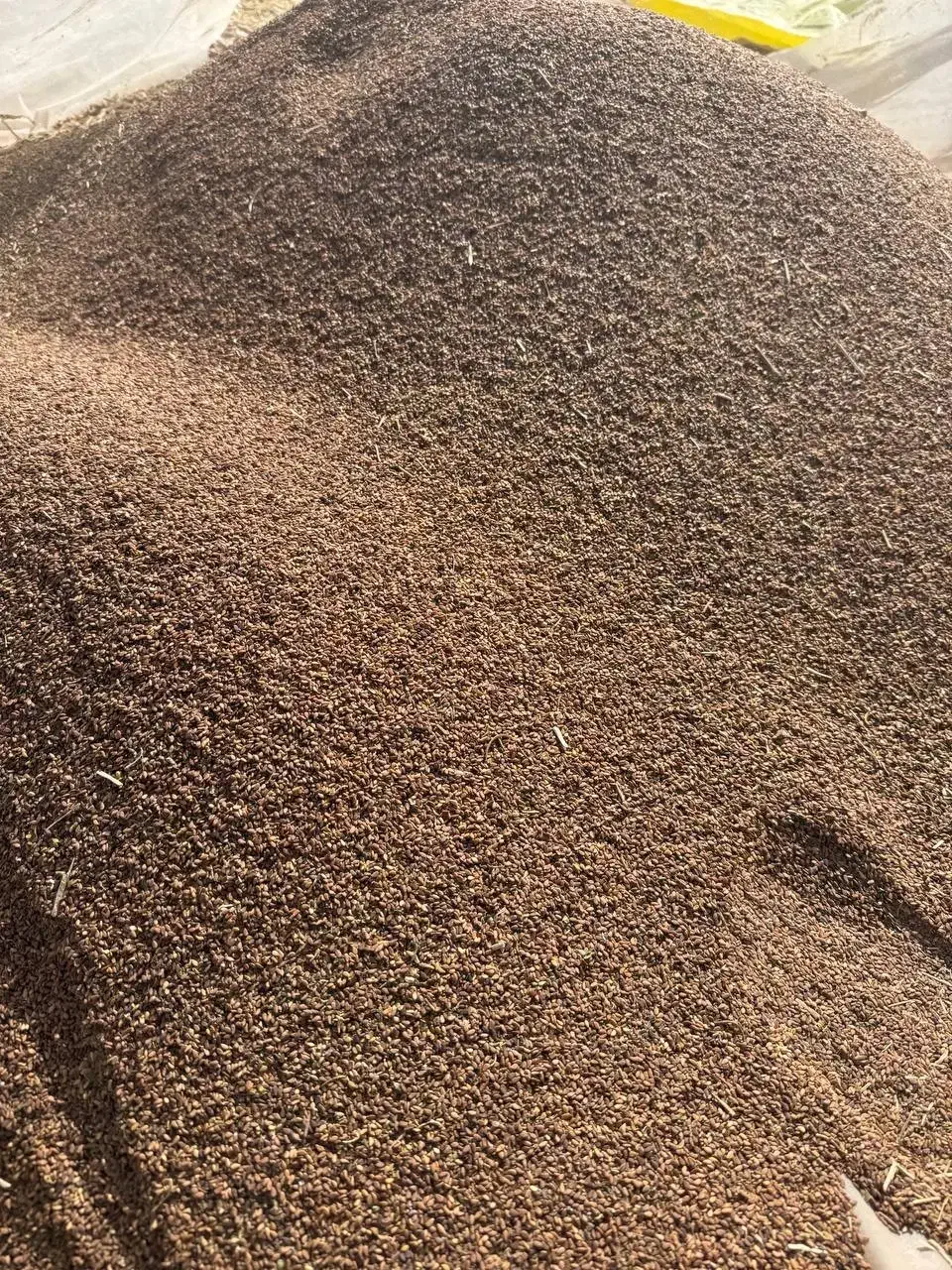 کنجد دیمه کاملا ارگانیک|عمدهفروشی|نصر آباد, |دیوار