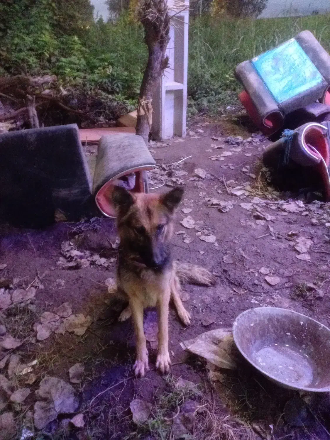 واگذاری|سگ|آستانه اشرفیه, |دیوار