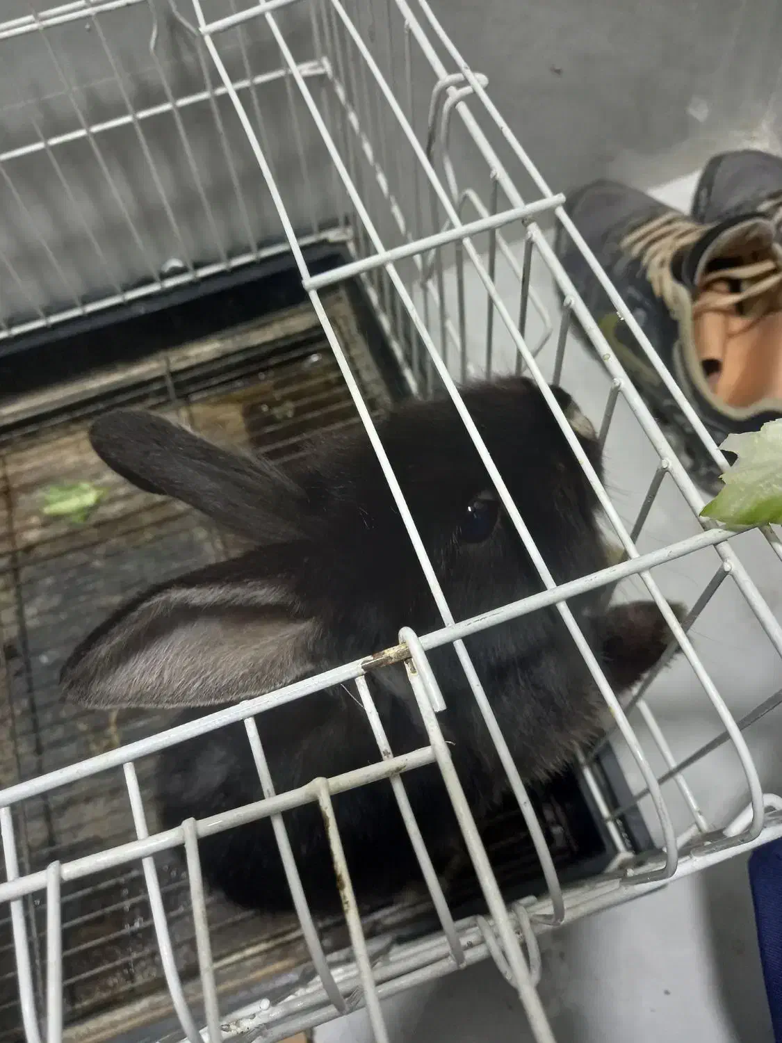 خرگوش|موش و خرگوش|صدرا-فارس, فاز ۱|دیوار