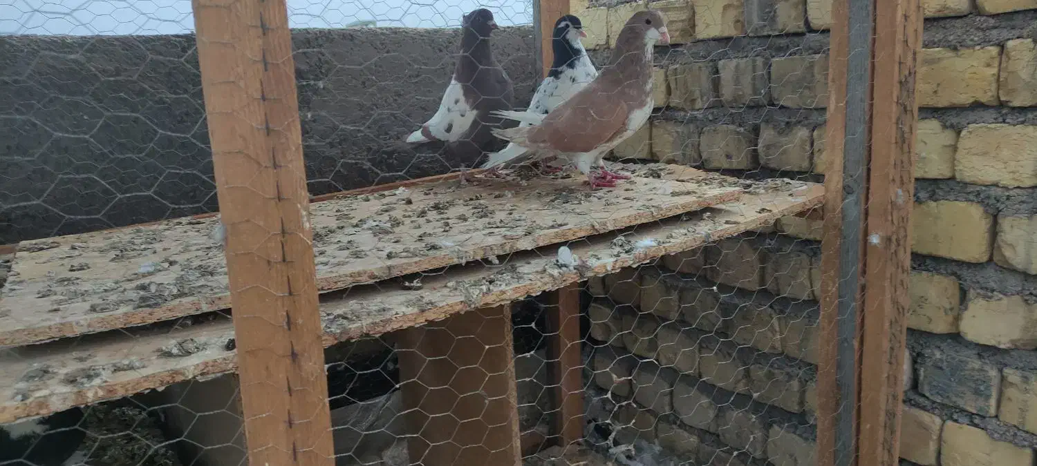 کبوتر|پرنده|شیراز, گچی|دیوار