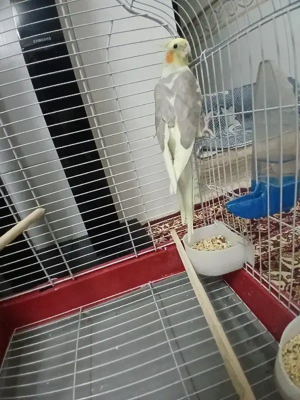 عروس هلندی ۸ ماهه دستی و آروم با قفس و لوازم|پرنده|قم, ناصردیوان|دیوار