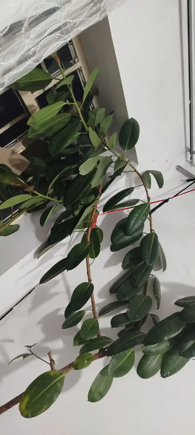 گل در راه رو یا هال|گل و گیاه طبیعی|سقز, |دیوار