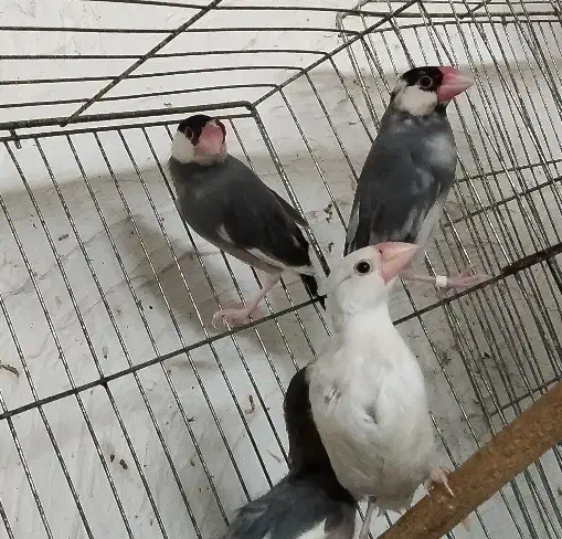 جفت نرگسی بلبلی با چهار جوجه|پرنده|اهواز, معین زاده|دیوار