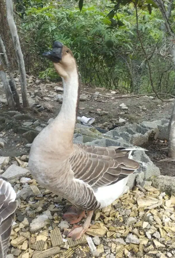 قوغاز اصل|حیوانات مزرعه|لوندویل, |دیوار