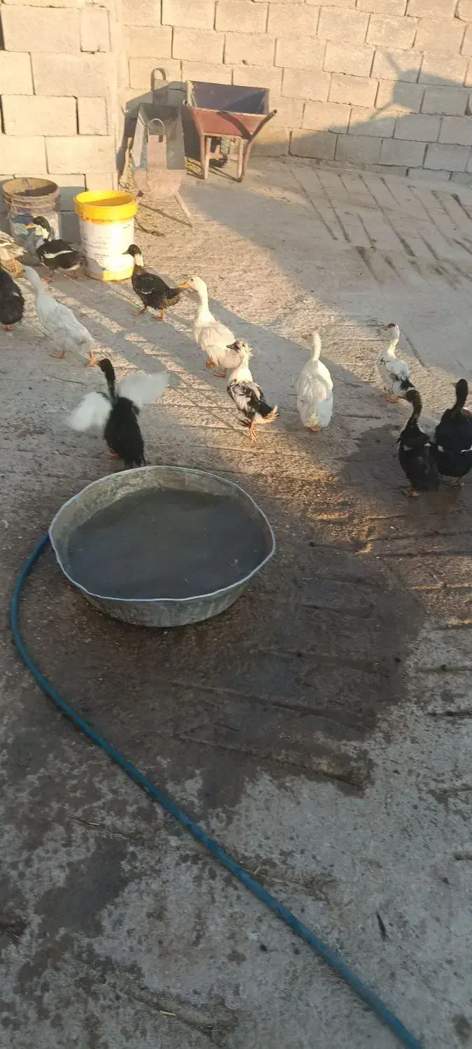 اوردک جفتی 600|حیوانات مزرعه|لنده, |دیوار