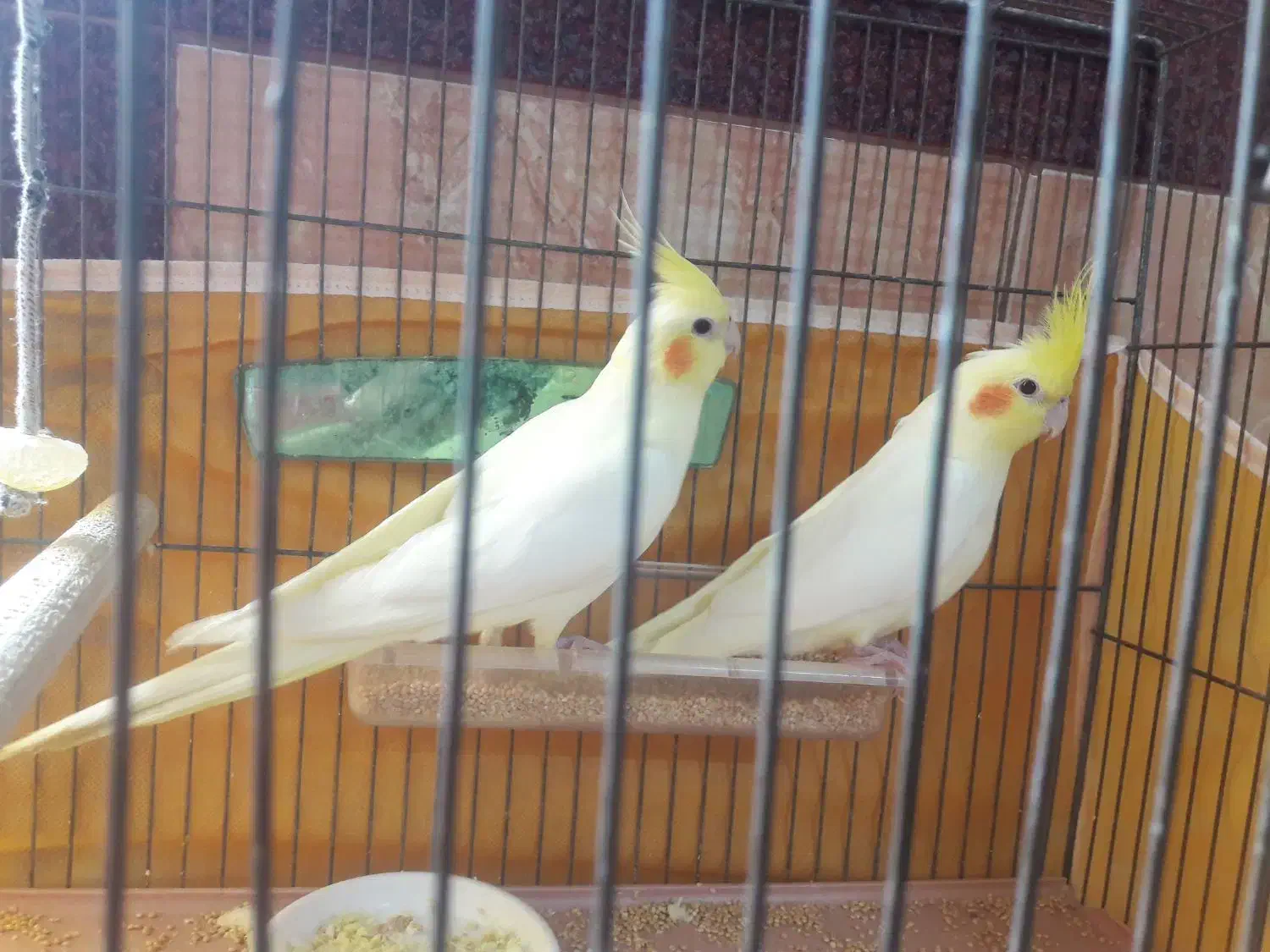 دو عدد عروس هلندی خوش رنگ|پرنده|صوفیان, |دیوار