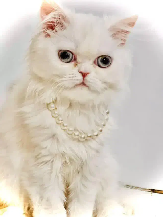 گربه تربیت شده|گربه|ایرانشهر, |دیوار