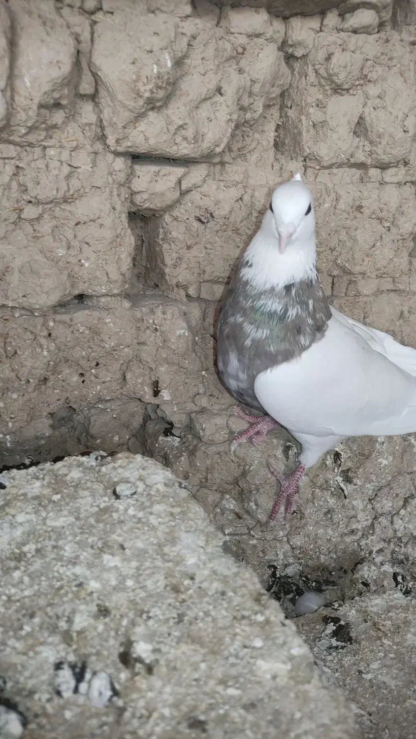 طوقی|پرنده|ریگ, |دیوار