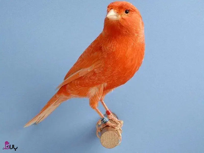 قناری نارنجی یونانی|پرنده|ماکو, |دیوار