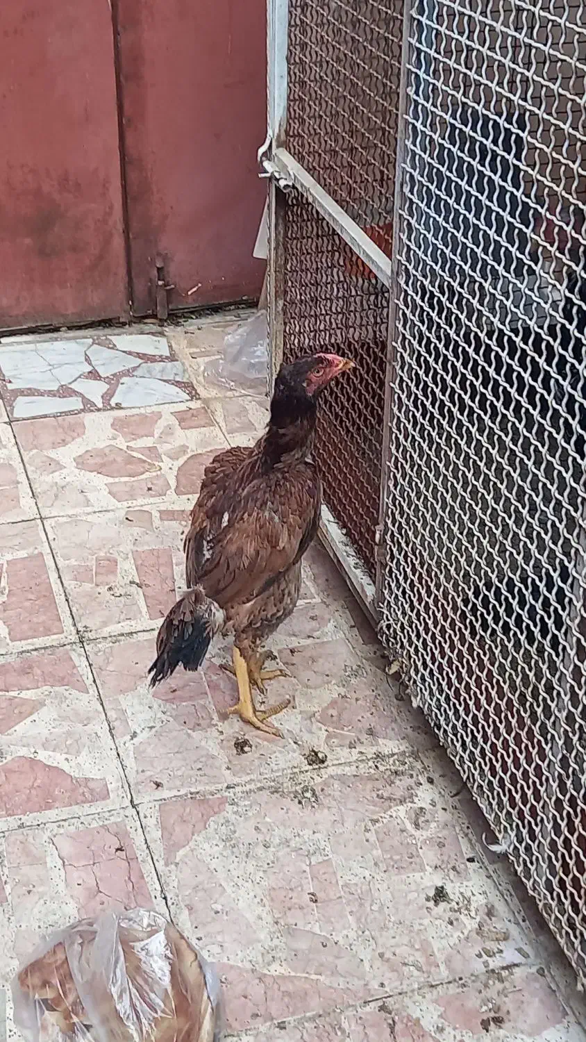 فروش مرغ و خروس لاری|حیوانات مزرعه|رستمآباد, |دیوار