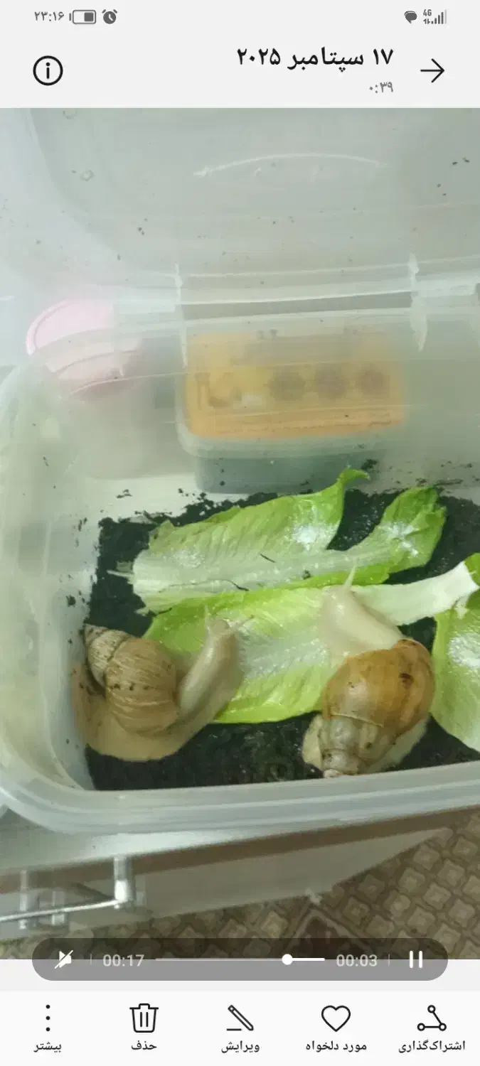 جوجه حلزون البینو|خزنده|مشهد, توس (بلوار توس)|دیوار