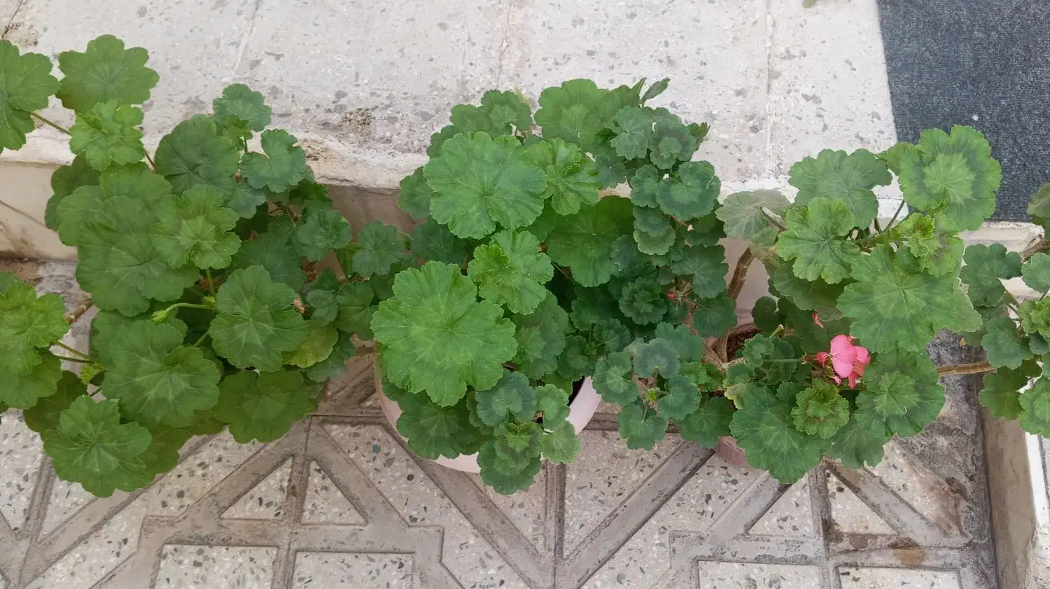 گل شمعدونی|گل و گیاه طبیعی|ابهر, |دیوار