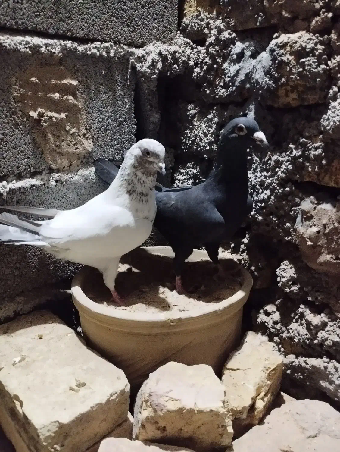 ماده زاغ کرمانی درشت وتمیز|پرنده|دامغان, |دیوار