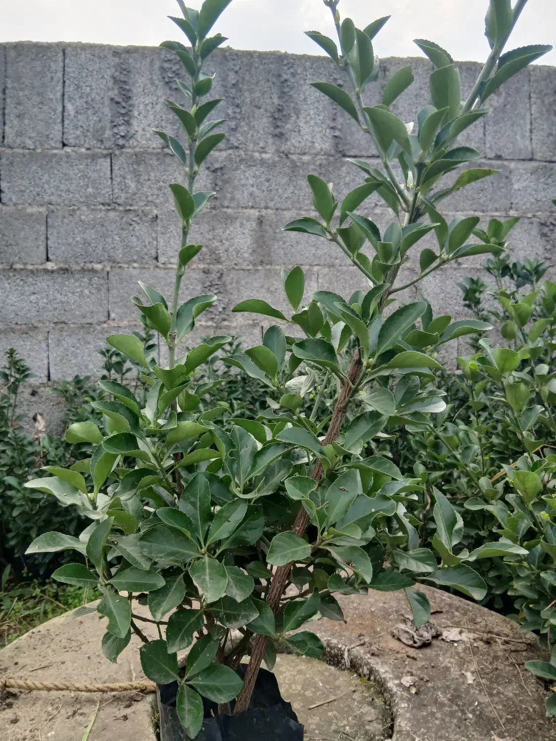 شمشاد سبز و ابلق|خدمات باغبانی و درختکاری|رشت, لاکان|دیوار