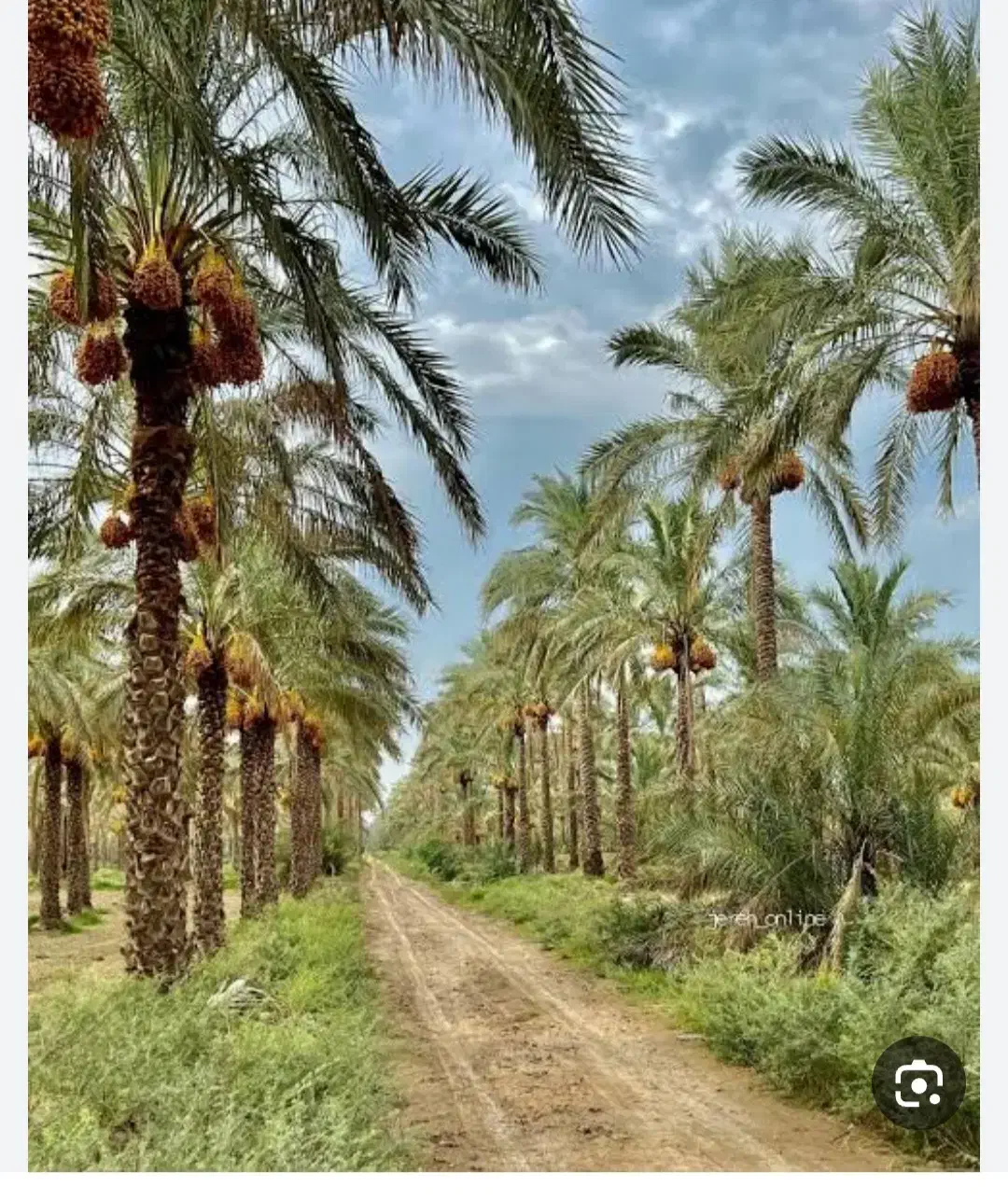 فروش ۲۵۰نخل زیارت|گل و گیاه طبیعی|برازجان, |دیوار