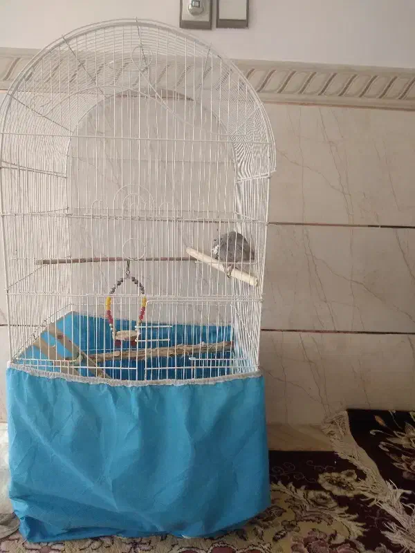 عروس هلندی|پرنده|بردسیر, |دیوار