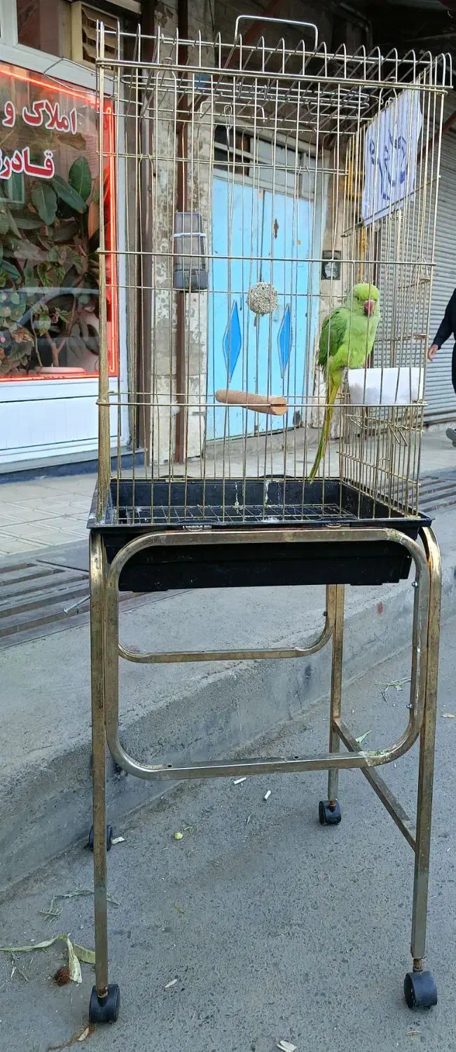 فروش ملنگو نر  اهلی اهلی  ۱۰ماهه.|پرنده|سردشت, |دیوار